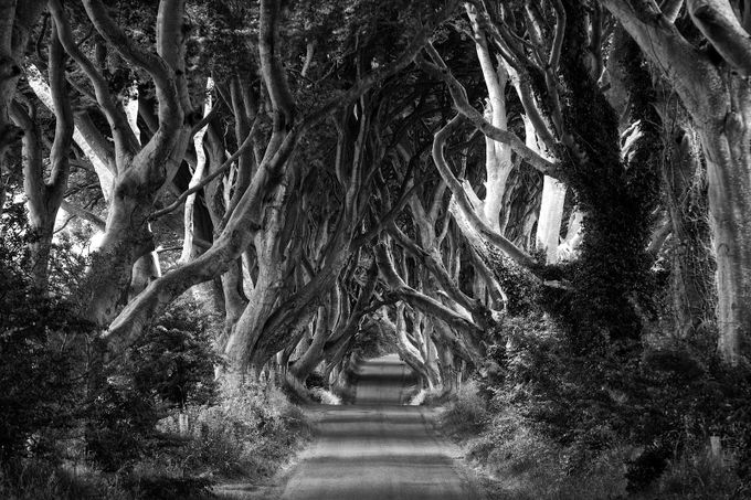 Dark Hedges by Chris_Photoshooter - Road Trips Photo Contest