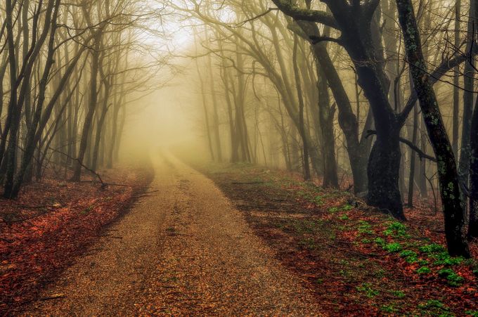 Apple Orchard Fog by jaegemt1 - The Dirt Road Photo Contest