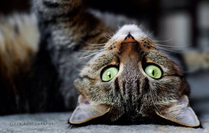 Up Side Down by LittleFleya - Feline Beauty Photo Contest