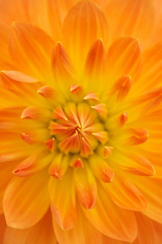 Orange petals by sarahdarvill - Orange Is Back Photo Contest