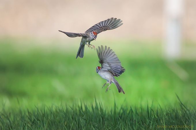 Chipping Sparrows fighting over territory by sharischultzmccollough - Capturing The Moment Photo Contest by Focal Press