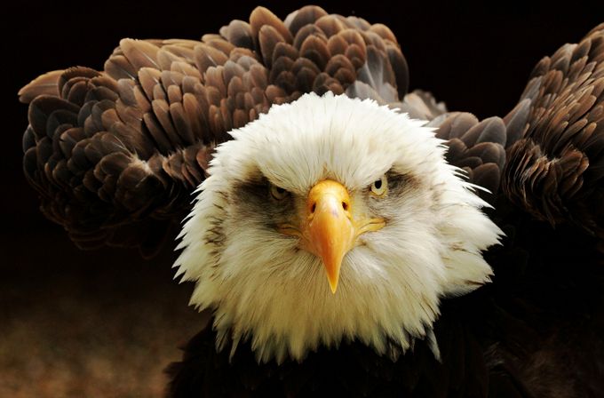 American Bald Eagle by KIRWAN - Natural Light Photo Contest