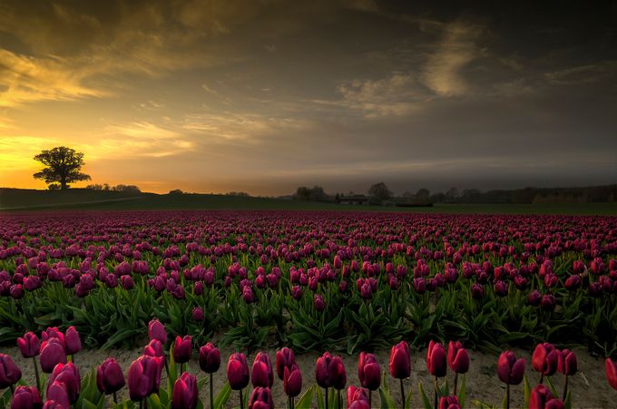 Tulips in the sunset by Kim_Schou - 1000 Blooming Flowers Photo Contest