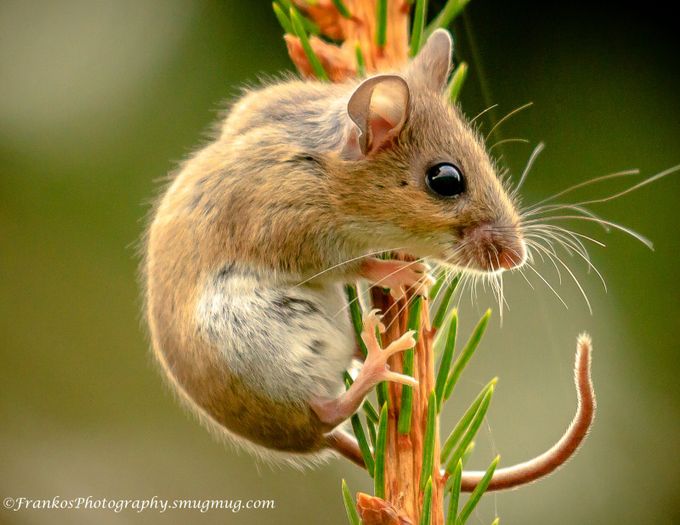 "Tree Mouse" IMG_3969 by frankosphotography - Up Close Photo Contest