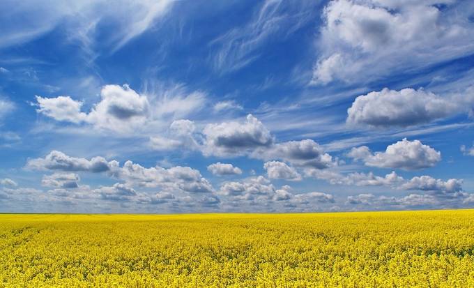 To walk through the field of rapeseed ! by tymo49 - Beautiful Weather Photo Contest