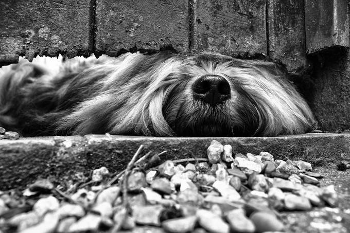 Dog by Signefotar - Below My Knees Photo Contest