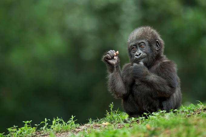 Baby Gorilla by LindaDLester - Animal Kingdom Photo Contest by Brenthaven