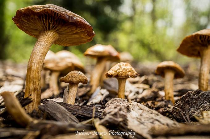 Shroom Field by JacksonImagesPhotography - A Walk In The Forest Photo Contest