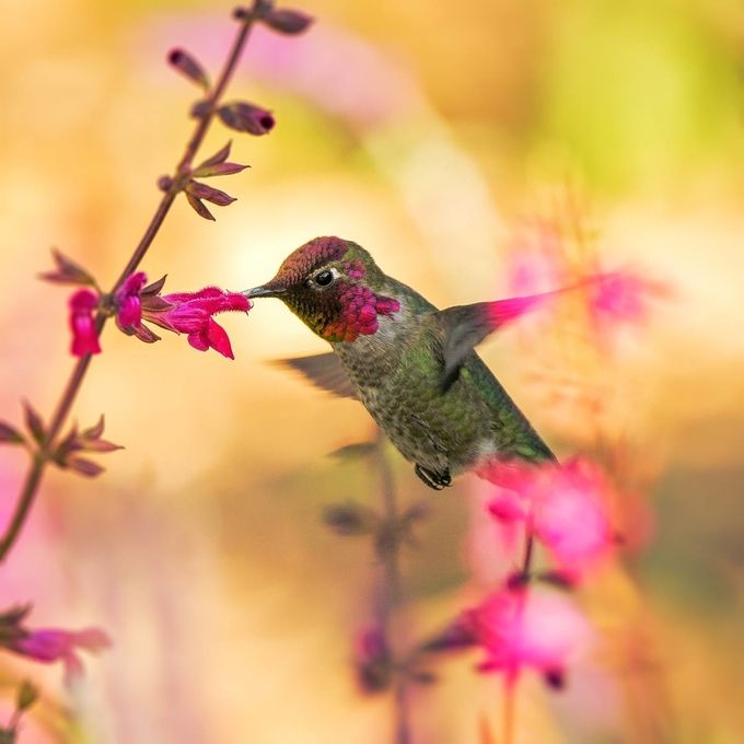 17 Stunning Photos of Hummingbirds by Awesome ViewBug Members - VIEWBUG.com
