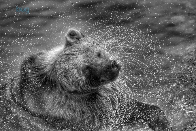 Ursa Emerges by Athena_B - 500 Water Drops Photo Contest