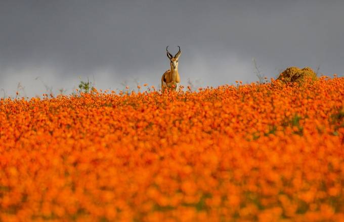 Namaqualand Springbok by CathyWithers-Clarke