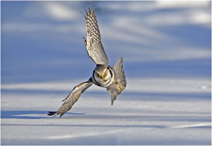 Hawk Owl hunting over the snow by hibbz - Flying Low Photo Contest