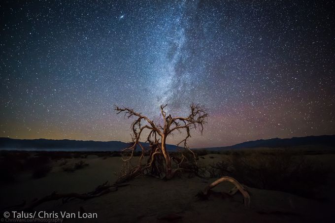 Death Tree by ChrisVanLoan - Stars Photo Contest