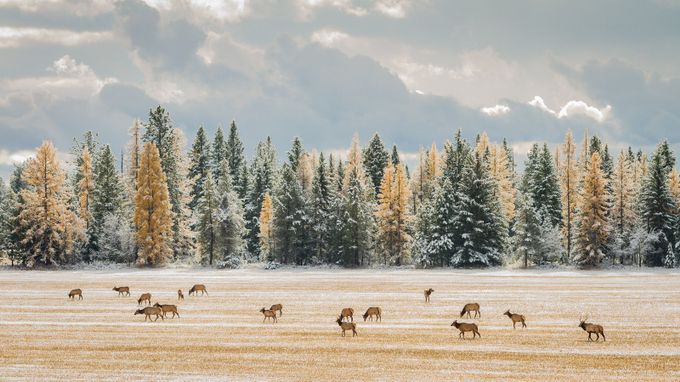 Fall Elk, Montana by scottwilson - Earth Day 2015 Photo Contest