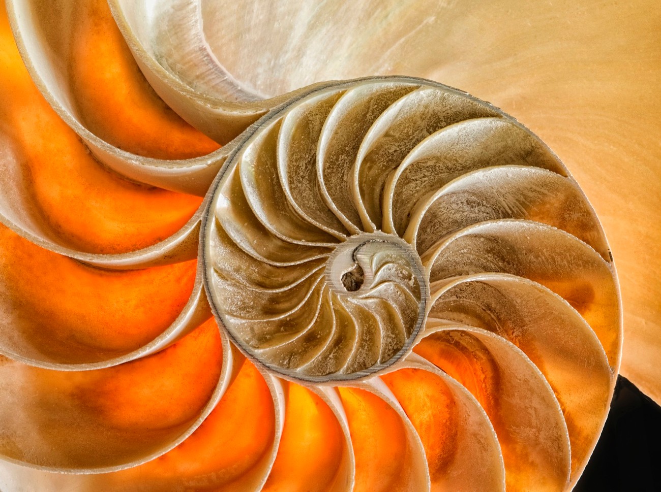 30+ Must See Photos Of Patterns In Nature - Congratulations To All The Photo Contest Finalists!