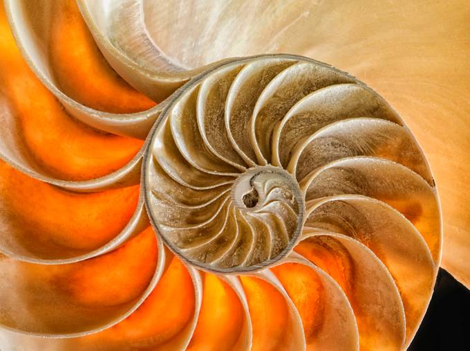 Spiraling by ClaudiaKuhn - Patterns In Nature Photo Contest