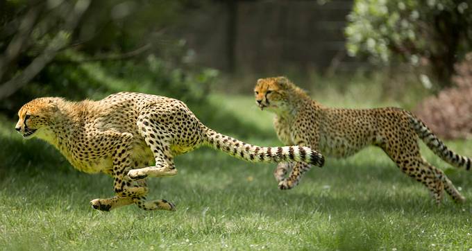 "Catch me if you can" by DPMPhotography - 850 Tails Photo Contest