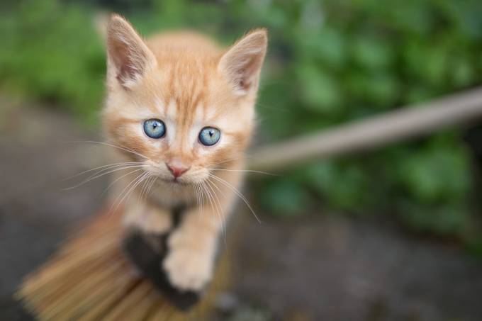 Kittie on adventure by dennislarsen - Pet Portraits Photo Contest