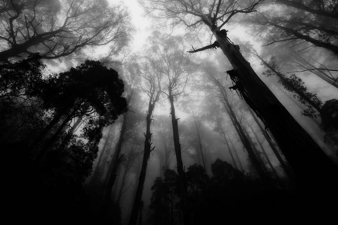 P1090376   Dandinong Ranges / Victoria  3 by kevinfairley - Skywards Photo Contest