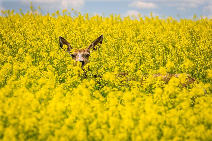 Canola Deer by tracymunson - Yellow Beauty Photo Contest