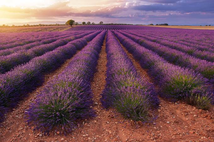 Sunset in Valensole by paolobubu - Merging Lines Photo Contest