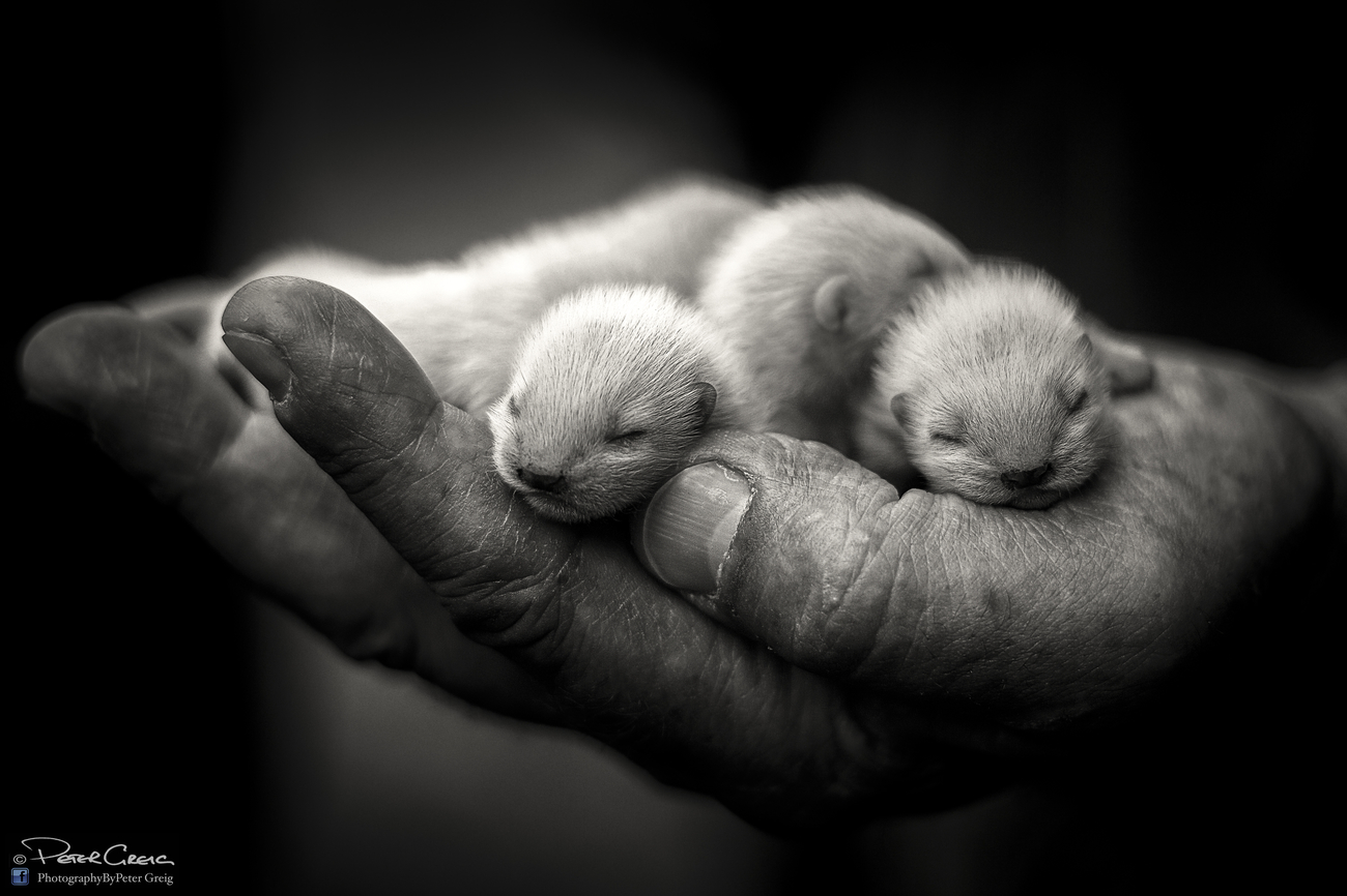 Baby Animals Photo Contest Winners