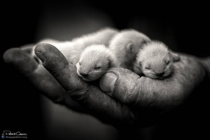 A Fistful of Kits by petergreig - Baby Animals Photo Contest