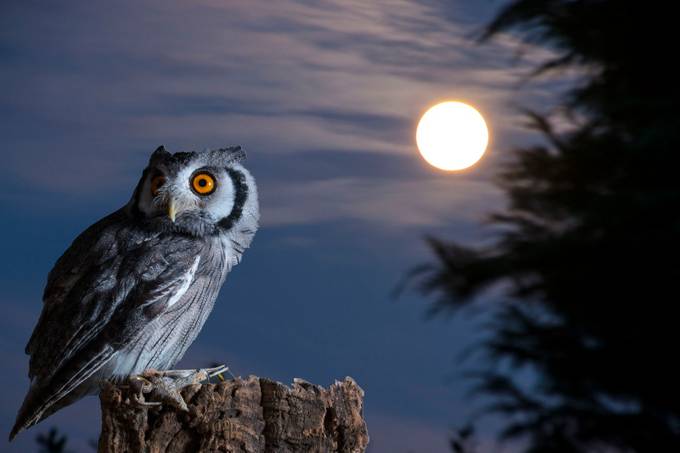 Night Owl 2 by johnmdavies - Into The Moonlight Photo Contest