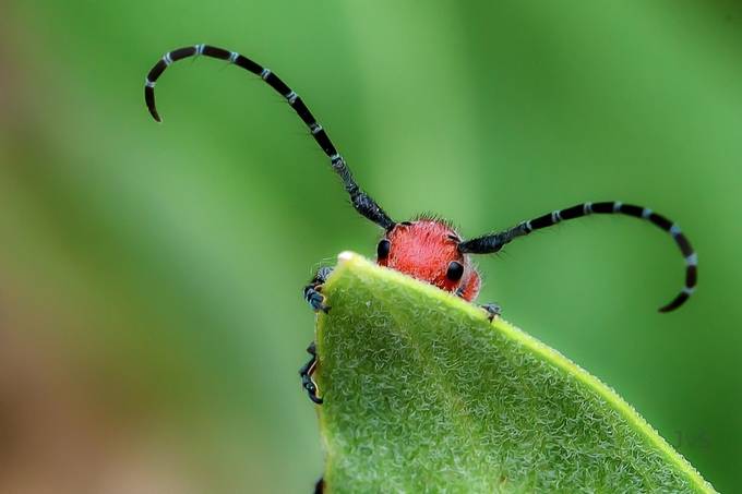 Morty the Milkweed Beetle by DutchTouch - Macro Extravaganza Photo Contest