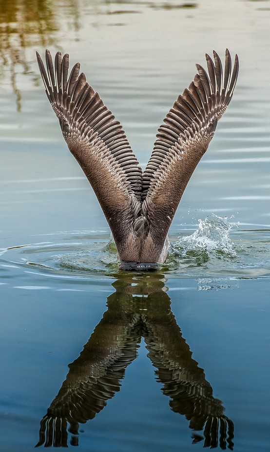 Wings by franklinabbott - Animals And Water Photo Contest