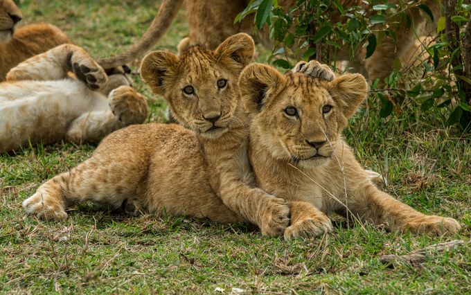 Cubs At Play by rpgdepictions - Animals Are Beautiful Photo Contest 