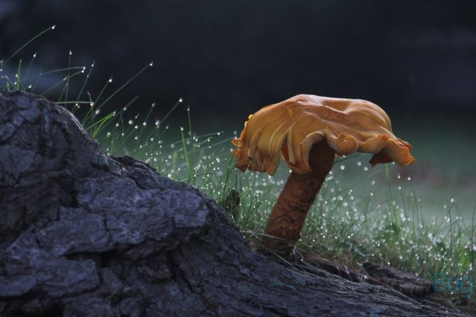 mushroom by birdlover54 - 500 Mushrooms Photo Contest