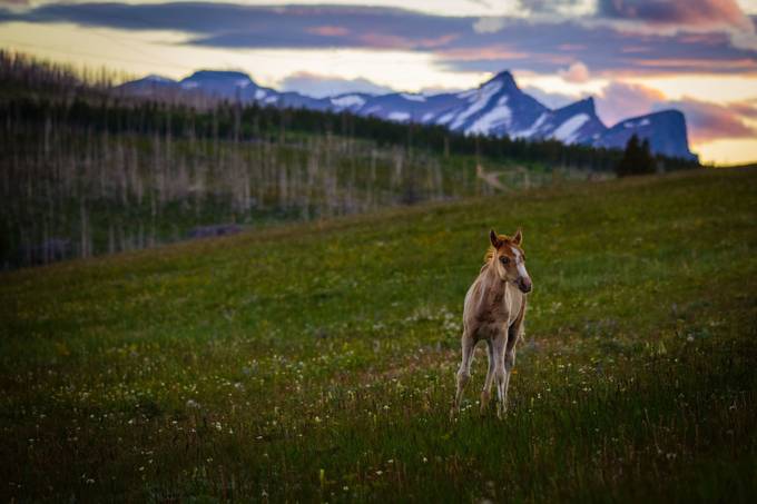 wild by kyleames - Horses Photo Contest 2015