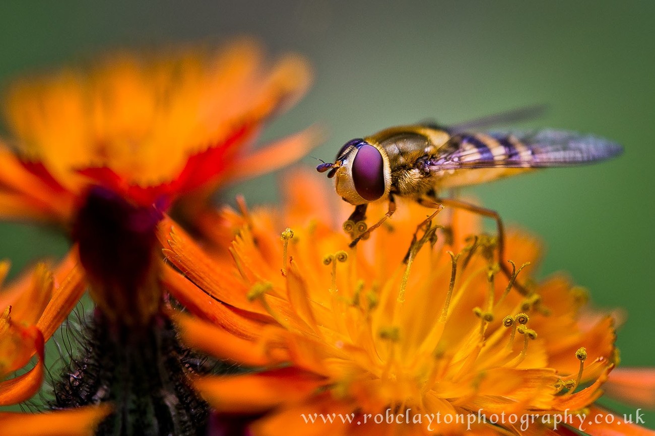 35+ Incredible Shots of Flies and Bees - View The Photo Contest Finalists!