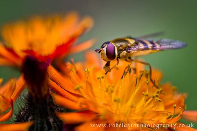 The Wasp by RobClaysPhotos - Flies and Bees Photo Contest