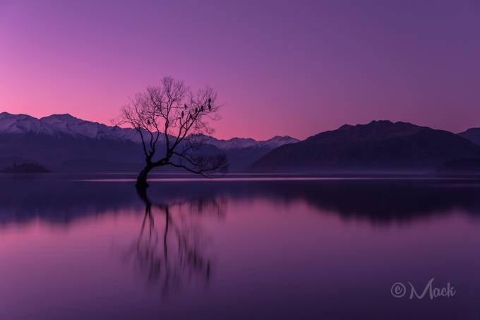 The Company Tree by Mike_MacKinven