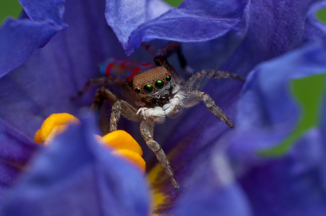 Plants And Critters: Photo Contest Winners Video Reveal