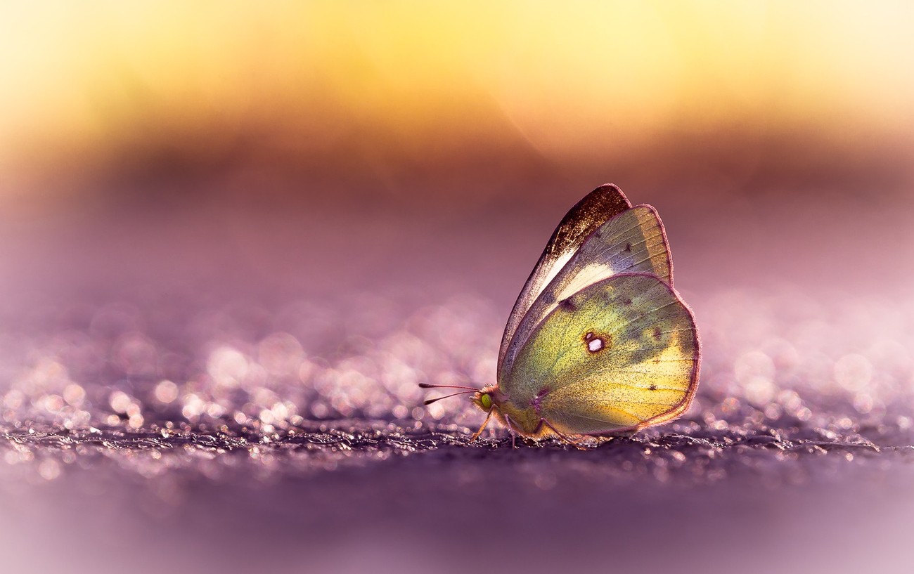 Macro Butterflies Photo Contest Winners