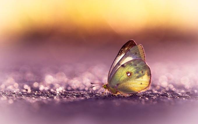 Butterfly by Cbries - Flying Insects Photo Contest