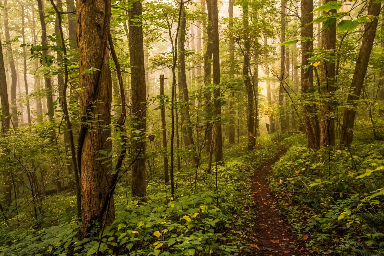 A Walk In The Forest Photo Contest Winners