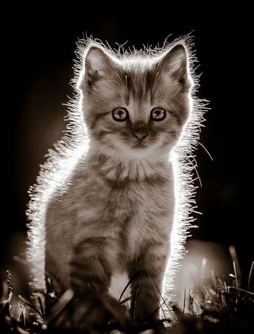 Kitten by Cbries - The Light Behind Photo Contest