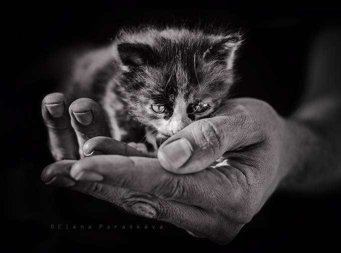 Lost by ElenaParaskeva - Kittens vs Puppies Photo Contest