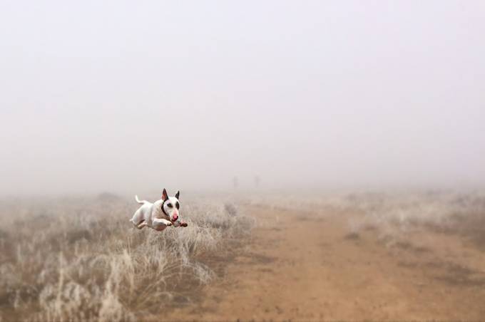 Aby in the fog by dawnvandoorn - Pets In Action Photo Contest