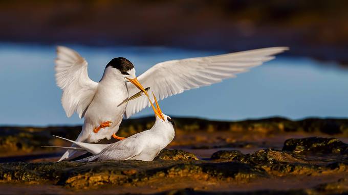 Fairy Terns and a Fish! by LesImgrund - We Love Animals Photo Contest