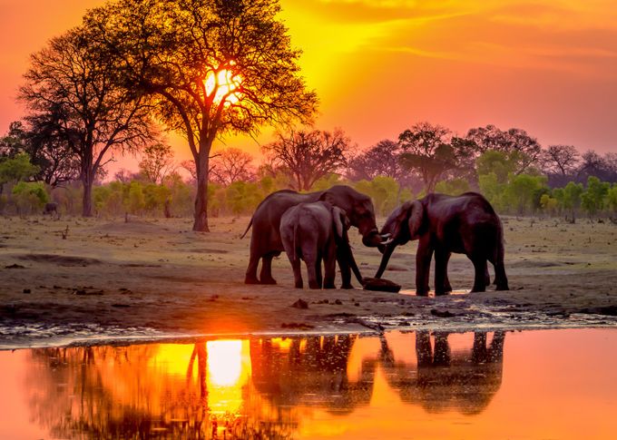 Hwange Sunset Elephants at Waterhole-3 by Pegertler - Celebrating Nature Photo Contest