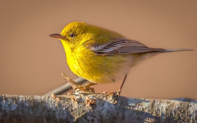 Pine Warbler at Sunset by JamesBitrick - Colorful Birds Photo Contest