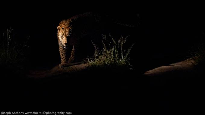 The essence of a leopard by truetolifephotography - Animals And The Night Photo Contest