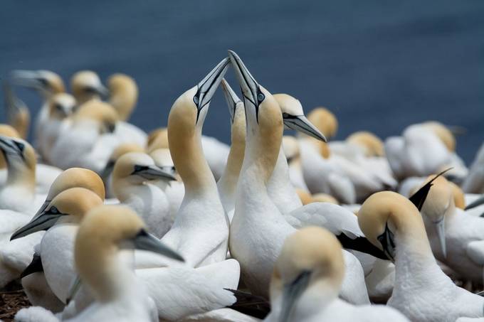 Northern gannets bonding by JohnStager - Multiple Photo Contest