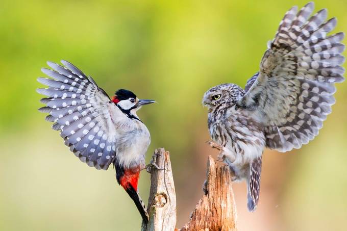 Owl and a Woodpecker by iesphotos - The Right Place And Time Photo Contest