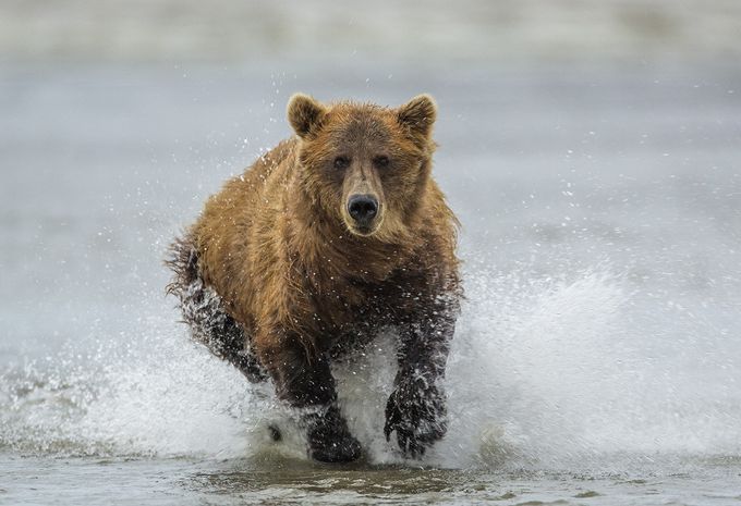 Brown Bear_73A0949 by rufous - Our Natural World Photo Contest